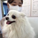 펫밀리쌀롱