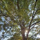 1714 | 240년을 지켜온 고택, 원주 문막읍 ‘김두한가옥’의 건축미와 이야기