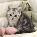 [일원1] 가정 헤어 | 아메리칸숏헤어가정분양 고민 끝! 가정에서 자란 아이가 왜 좋은지 알려드릴게요