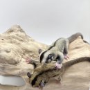 와우펫앤쥬 김해점 이미지