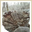 말굽버섯 사진 이미지