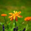 흔들리며 피는 꽃 이미지