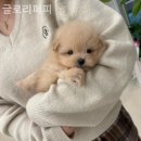 힐링퍼피 이미지