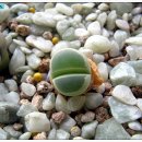 시아도아네 이미지