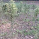 해밀염소농원 이미지