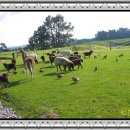 오리천국 이미지