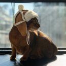 그루밍캣 압구정점 이미지