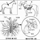 ★ 질병용어해설 ★ 이미지