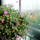 싱글골프존스크린 이미지