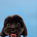 힐스 펫살롱 이미지