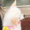 나무애견유치원 이미지