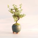 그린피아 이미지