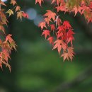 (77차 정기답사) 구룡령옛길 단풍트레킹(10/18) ....수요일 10시부터 신청받음 이미지