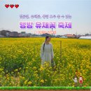 상맹방1리마을회관 | 강원도 삼척 볼거리 맹방 유채꽃마을 유채꽃명소 벚꽃길과 유채꽃밭이 있는 봄꽃축제
