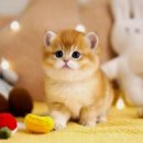 강남고양이분양 호야캣 이미지