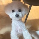 낭창한 강아지 이미지