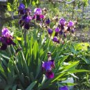 서영농장 이미지