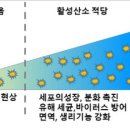 우리 몸 안에서 활성산소는 죽음의 길로... 이미지