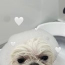 퍼피포피 이미지