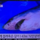 경주에서 발견된 식인상어 이미지