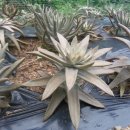 솔골농장 이미지