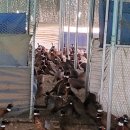 대장군농장 이미지