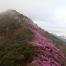 꽃 여행 여수 영취산 진달래꽃 군락지 갑니다. (축제기간중). . . 이미지