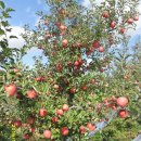 다운 농장 이미지