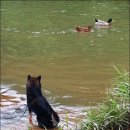 오리사냥 2 이미지