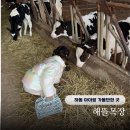 소이목장 | 경남 하동 아이랑 가볼만한 곳 해뜰목장 동물 먹이주기 피자만들기 카페 등 예약 체험