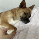 상대원 동물병원 이미지