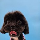 힐스 펫살롱 이미지