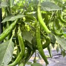 후메디팜 이미지