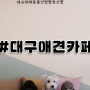 함개하자냥 이미지