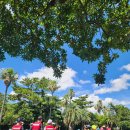 나무와 숲 이미지