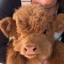 못된송아지 이미지