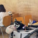 서내비치즈 | 이천 과수원프로젝트 : 초록초록한 분위기가 매력적인 애견동반 카페