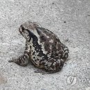 두꺼비 이미지