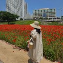 엔젤팡 | 임산부 원피스 추천 스코티 scotti, 베이비 엔젤 드레스