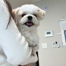 도그와트 | 인천애견카페 도그와트 방문 후기