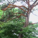 왕소나무길 이미지