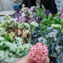 풀잎문화센터홍성지부 | 공조팝 압화하기 번개모임 후기