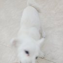 댕댕가르텐 강아지애견유치원호텔 이미지