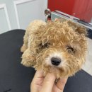 디오펫살롱 이미지