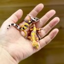 더렙컴퍼니
