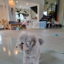 에떼르넬 슈슈 이미지