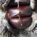 매음농장 이미지