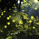 반딧불 - 강서구 강서로35길 47 | 반딧불