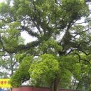 ①《丹霞山紀行》中國廣東省 이미지