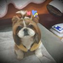 냥이를 사랑하는 멍멍이 이미지